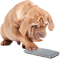 dog-with-phone