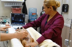 Pet Diagnostics in Pasadena, TX: Vets performing ultrasound on a dog
