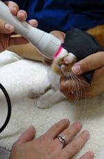 Pet Laser Therapy in Pasadena, TX: Cat receiving a laser therapy treatment