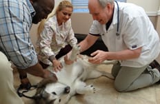 Dog Microchipping in Pasadena, TX: Veterinarian with dog and pet owners