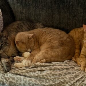 Ash, Royce & Kuma