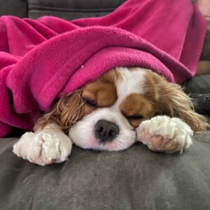 Hazel - cocker spaniel brown and white