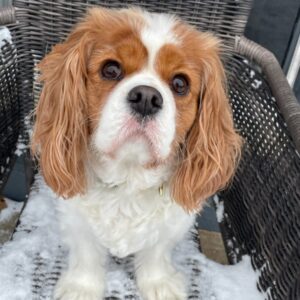 Hazel - cocker spaniel brown and white