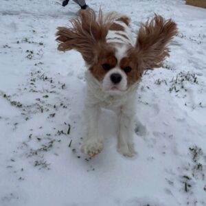 Hazel - cocker spaniel brown and white