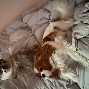Hazel & Willow - gray and white cat and cocker spaniel dog