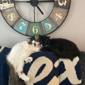 Kitten & Kudo
