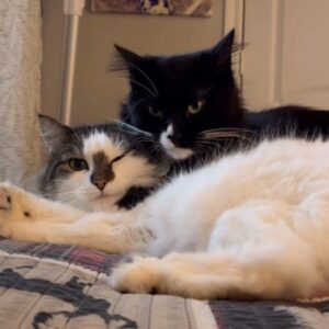 Kudo & Kitten