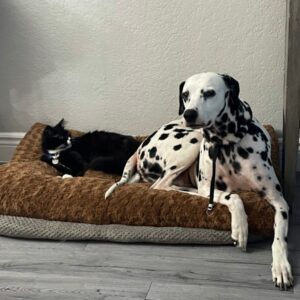 Pongo