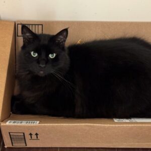 Vader