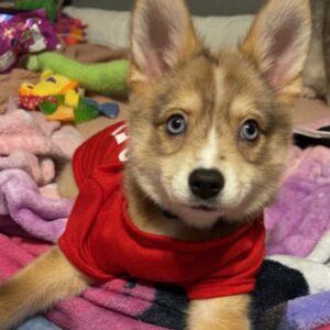 Whiskey - puppy wearing a red shirt
