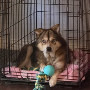 Whiskey - dog sitting in cage with toy