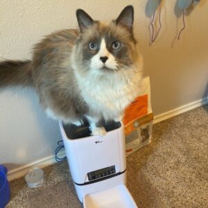 Willow -gray and white cat