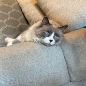Willow -gray and white cat