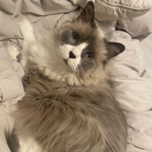 Willow -gray and white cat