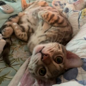 Yoshi - brown and white striped cat