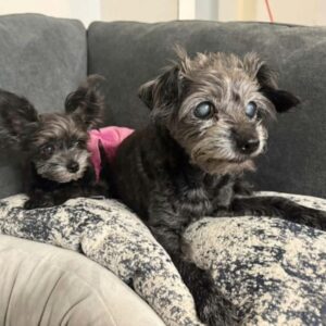 2 Dogs