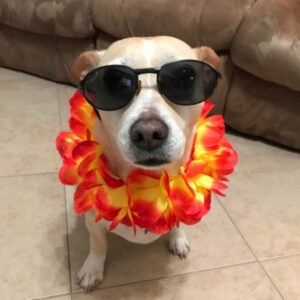 Bella - dog wearing an orange and yellow lei