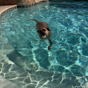 Bluey - large dog swimming with a tennis ball in his mouth