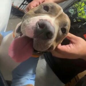 Cashy Boi large dog wearing a shirt with tongue hanging out