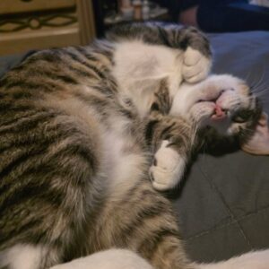 Cat Curled Up