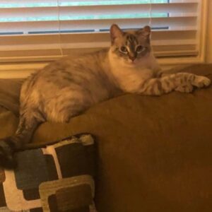 Cat laying On Couch