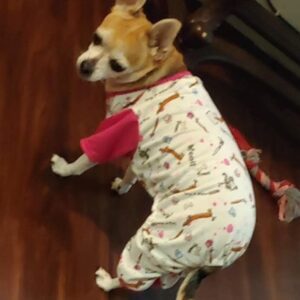 Daisy-small dog wearing a onesie
