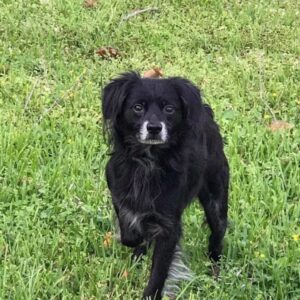 Diggy small black dog standing in grass