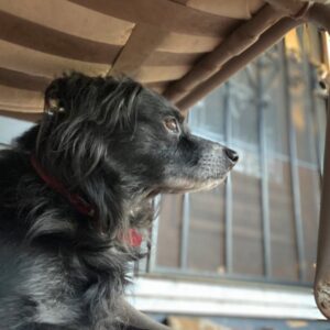 Diggy dog looking out through railing