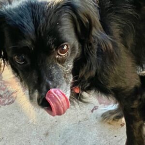 Diggy Dog licking his nose