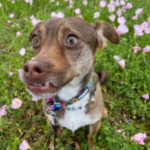 Dobby - dog sitting in grass by flowers
