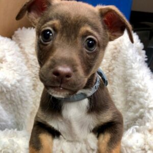 Dobby - small brown puppy sitting on a warm blanket