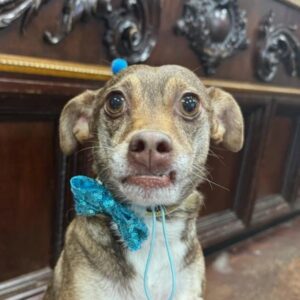 Dobby - small dog wearing a blue bow tie