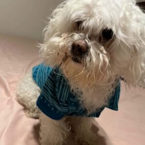 Dog With Shirt