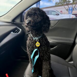 Donnie small black dog