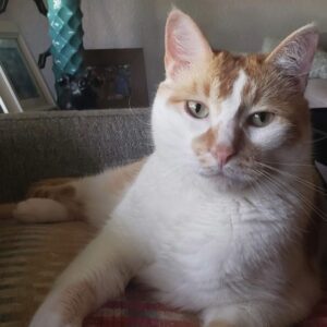Gary-orange and white cat