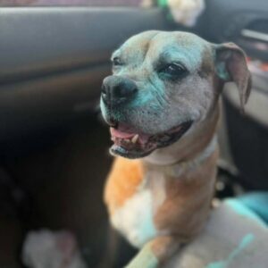 Gemma - large dog sitting in car