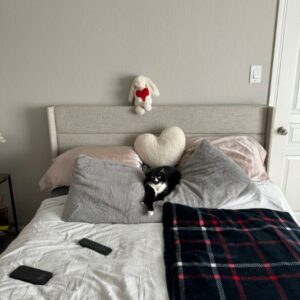 Goose - black cat laying on pillows