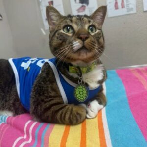 Hendry-cat wearing a vest laying on a striped blanket