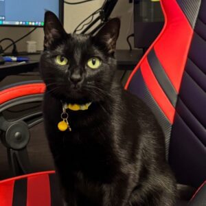 Kali - black cat with green eyes