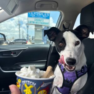 Lola - dog with a pup cup
