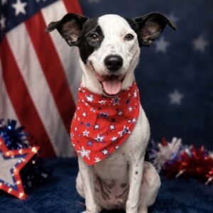Lola - dog with bandana and 4th of July decor