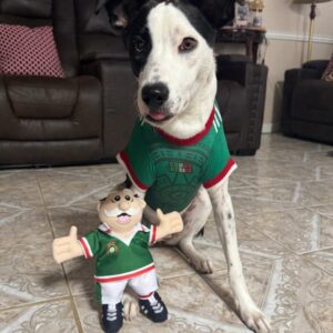 Lola - dog wearing green shirt with plush