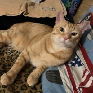Orange tabby cat