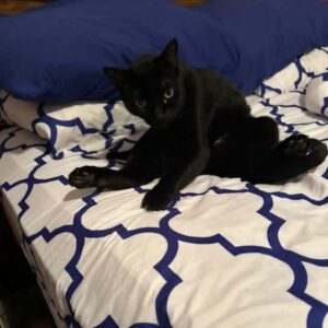 Pepper The Queen