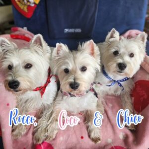 Rocco, Cocoa, And Chico