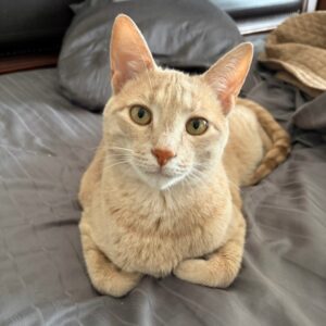 Sandy - tab cat with green eyes