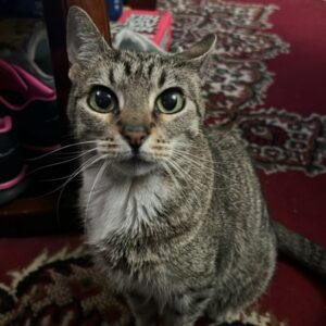 Slinky = gray and balck striped cat with green eyes