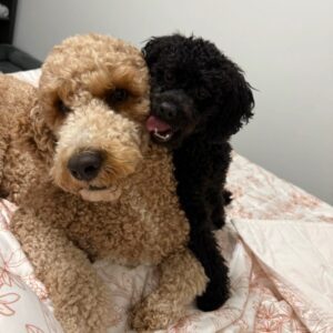 Sunny & Donnie, large tan colored dog and small black dog