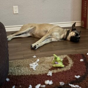 Trixie German Shepherd laying on floor
