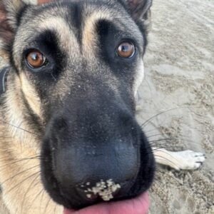 Trixie German Shepherd closeup with sand on nose